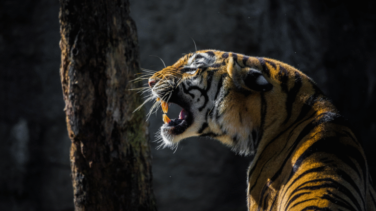Tiger Population in Uttar Pradesh Surges to 222