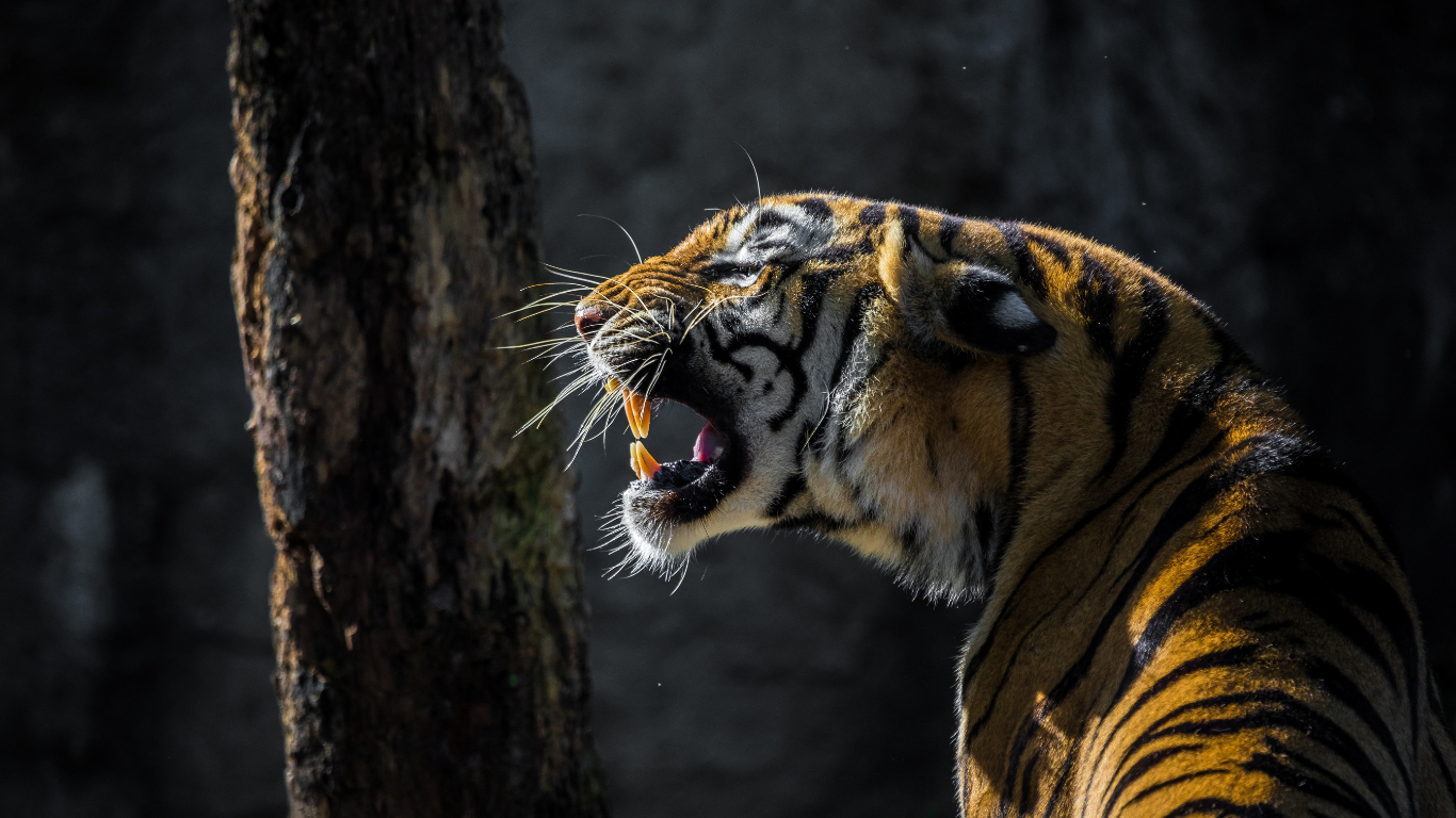 Tiger Population in Uttar Pradesh Surges to 222