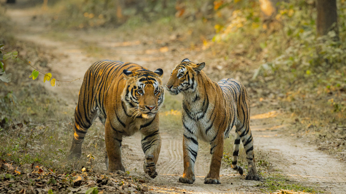 Pilibhit Tiger Reserve