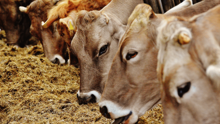 Uttar Pradesh’s Adarsh Gaushalas Self-Reliant Cow Shelters for Rural Growth