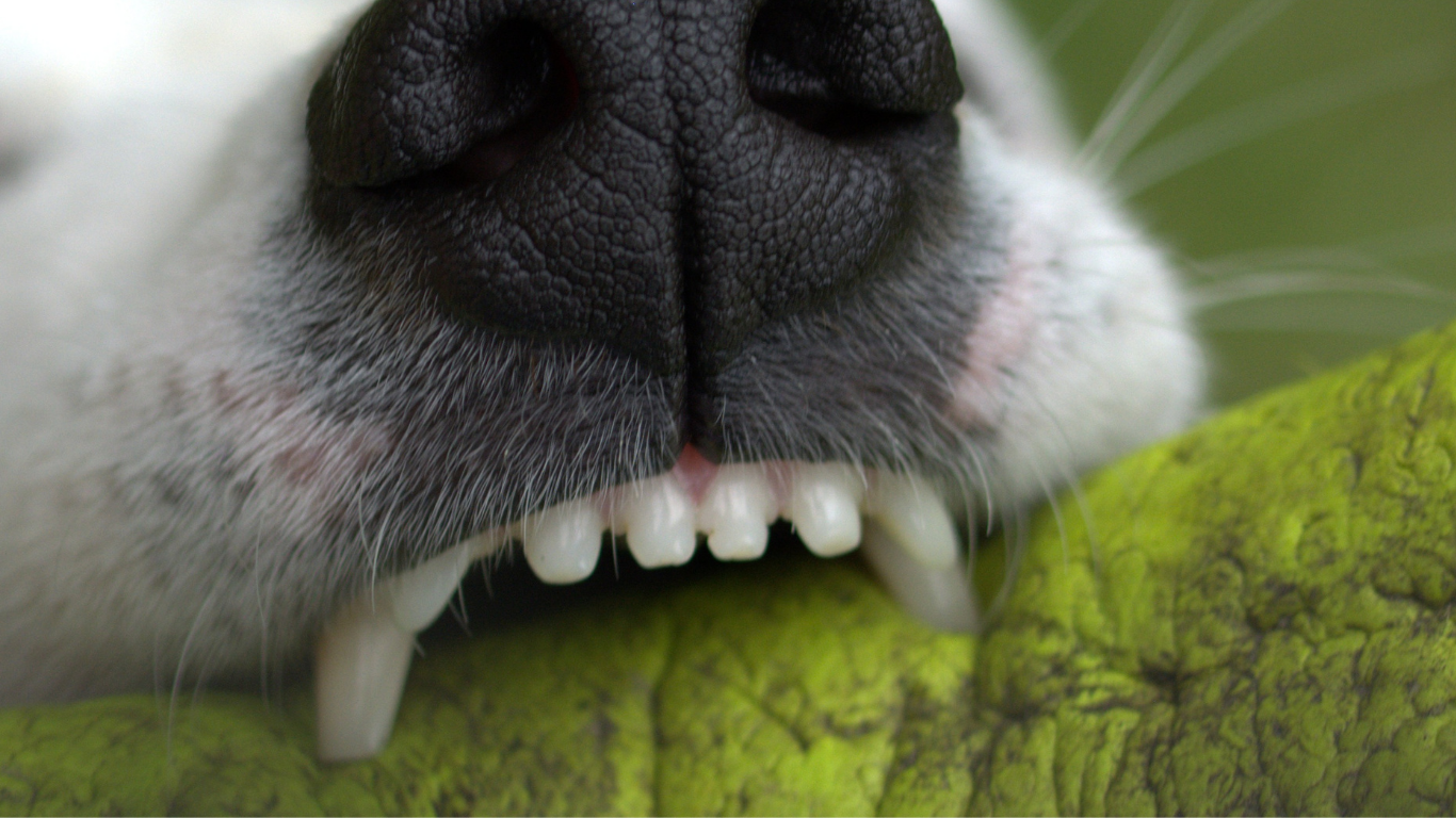 Rabies Fear Grips Lavaiya Village in Ambedkar Nagar After Cow’s Death
