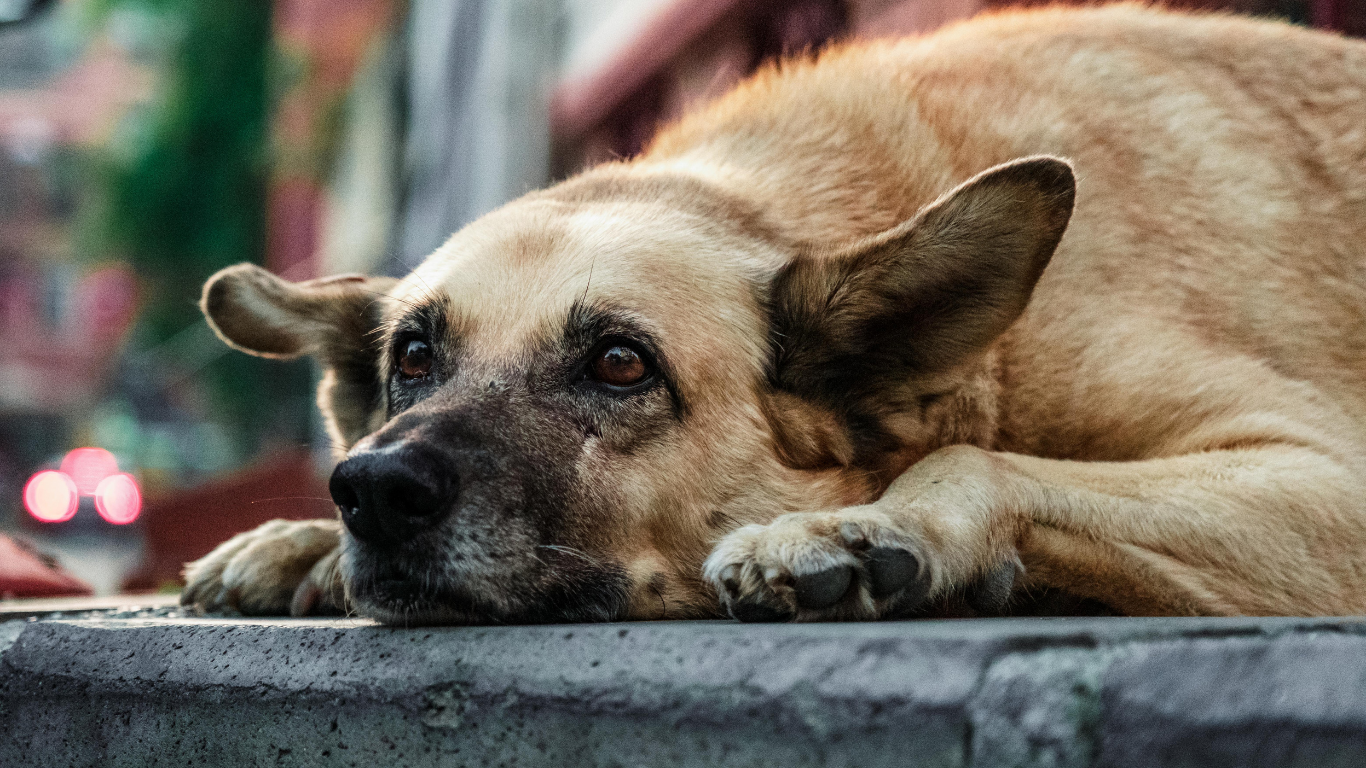 Lucknow’s ABC Programme Sets National Standard for Stray Dog Management