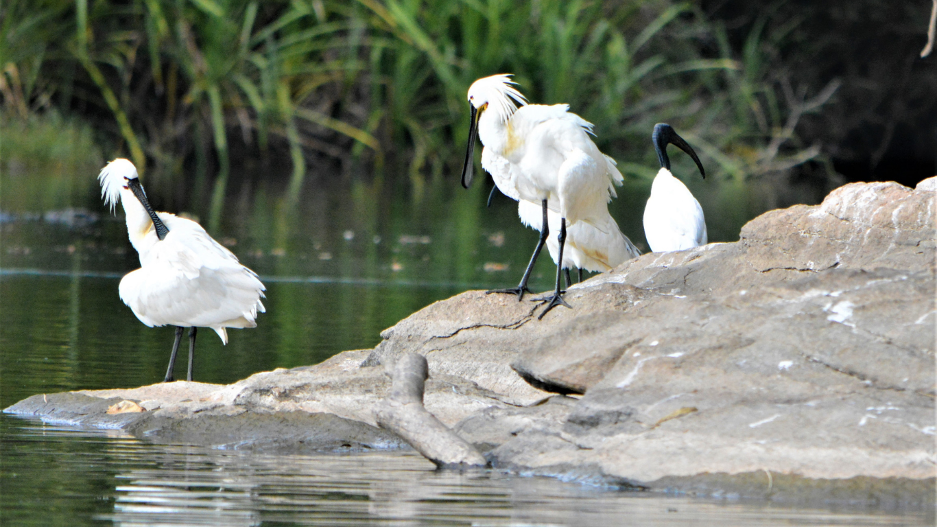 Top Wildlife Sanctuaries to Visit in Uttar Pradesh
