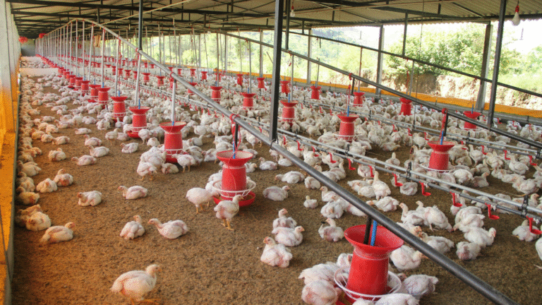 Panic Grips Rampur Amid Bird Flu Outbreak