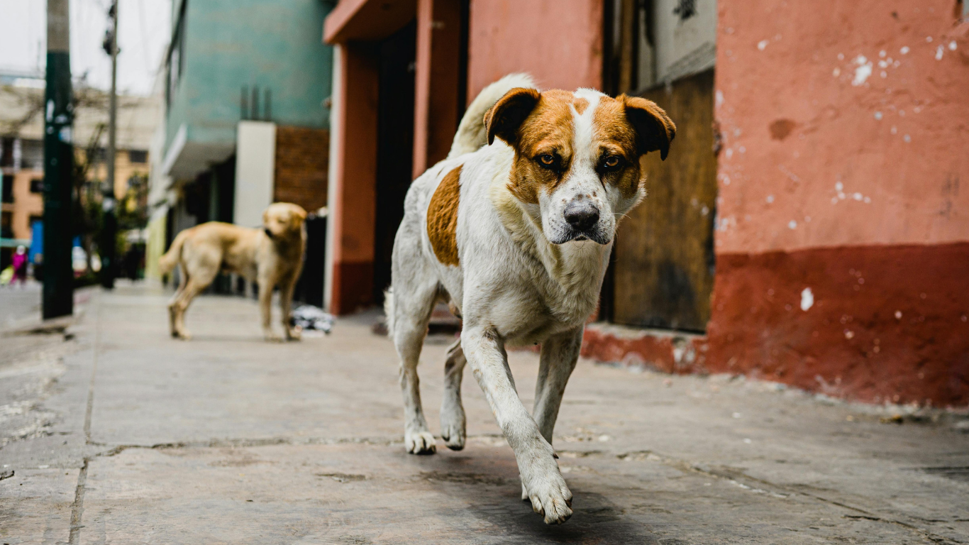 SC Orders Removal of All Stray Dogs in Delhi-NCR