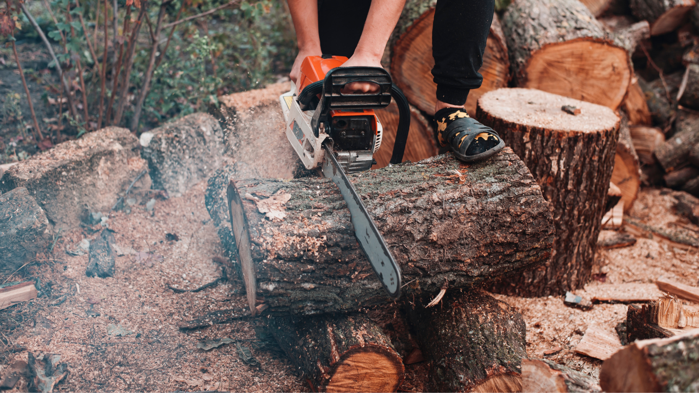 Meerut Forest Department Arrests 7, Imposes ₹2.7 Lakh Fine for Illegal Tree Cutting
