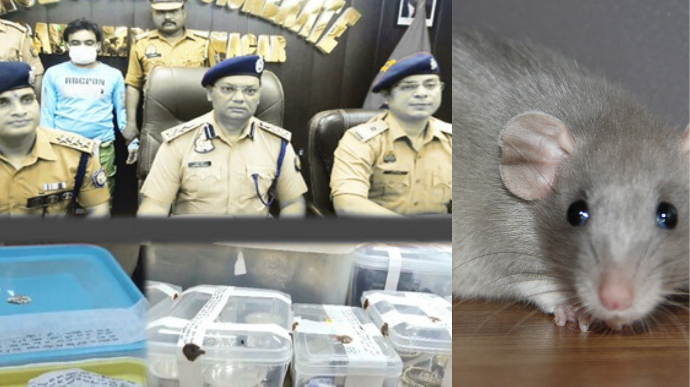 ‘Rat Gang’ Busted in Noida: Used Taxis to Recce Sectors Before Striking