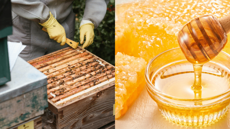 Uttar Pradesh beekeeping free training programme