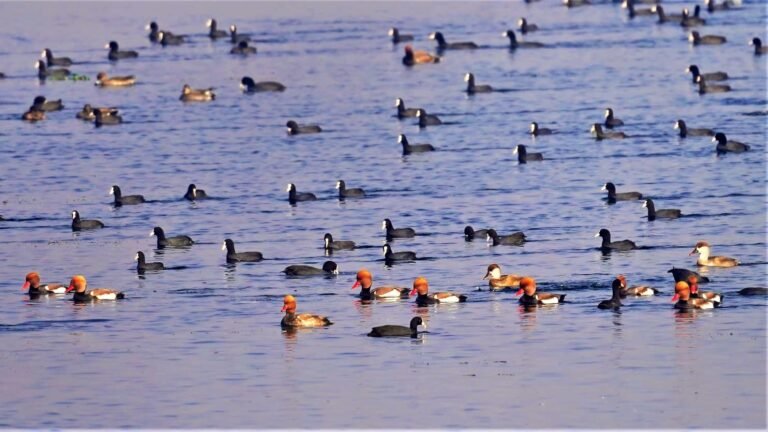 Ramsar Sites in Uttar Pradesh & India