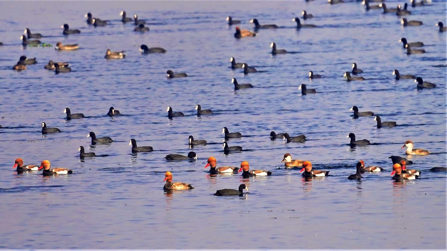 Ramsar Sites in Uttar Pradesh & India