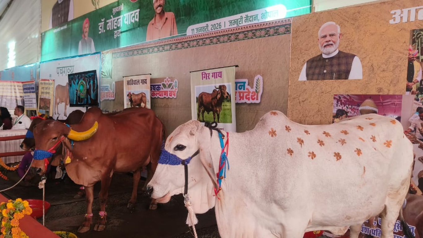 Punganur breed of cow